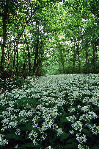 Riserva Naturale di Bosco della Fontana (MN)