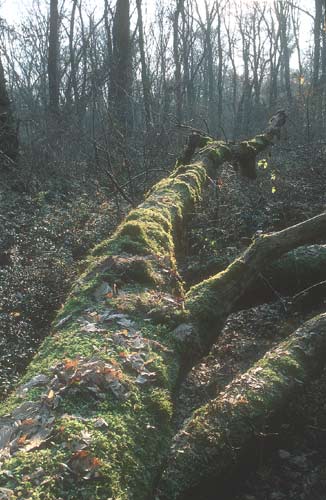 Riserva Naturale di Bosco della Fontana (MN)