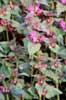 Lamium