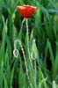 Papavero comune