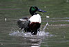 giugno 2005