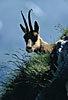 Camoscio d'Abruzzo