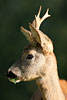 Capriolo
