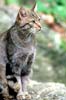 Gatto selvatico