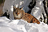 Lince