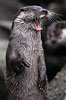 Lontra