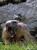 Marmotta