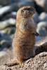 Cane della prateria