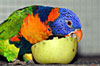 Lorichetto arcobaleno collare rosso