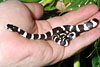 Serpente giarrettiera