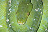 Pitone verde arboricolo