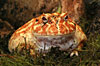 Rana cornuta