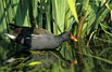 Gallinella d'acqua